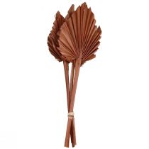 Prodotto Foglie di palma Palmspear decoro naturale marrone 5-9×14cm L35cm 4pz