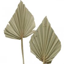 Mini-lancia delle palme, floristica secca, decorazioni dell&#39;Avvento, giorni della memoria Natura L33–34 cm P7–9 cm 4 pezzi