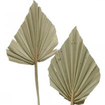 Prodotto Mini lancia di palma, floristica secca, decorazione dell'Avvento, giorni della memoria naturale L33–34cm L7–9cm 4 pezzi