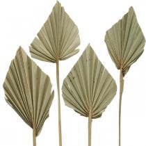Prodotto Mini lancia di palma, floristica secca, decorazione dell&#39;Avvento, giorni della memoria naturale L33–34cm L7–9cm 4 pezzi