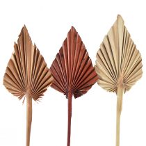Prodotto Palmspear assortito Marocco 30 pz