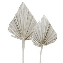 Prodotto Palmspear imbiancato 10cm - 15cm L33cm 65 pz