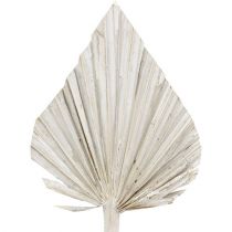 Lancia di palma lavato bianco 10cm - 15cm L33cm 65p