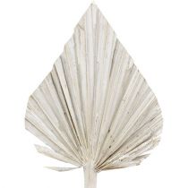 Prodotto Palmspear imbiancato 10cm - 15cm L33cm 65 pz