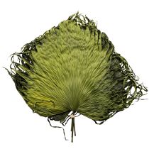 Prodotto Decorazione di foglie secche di palma Saribus verde 45cm 5 pezzi