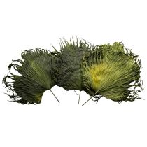 Prodotto Decorazione di foglie secche di palma Saribus verde 45cm 5 pezzi