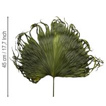 Prodotto Decorazione di foglie secche di palma Saribus verde 45cm 5 pezzi