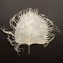 Prodotto Fronde di palma secche, foglie decorative sbiancate, 45 cm, 5 pezzi