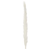 Prodotto Fiori secchi di erba della pampa sbiancati, 70 cm, 15 pezzi