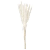 Prodotto Fiori secchi di erba della pampa sbiancati, 70 cm, 15 pezzi