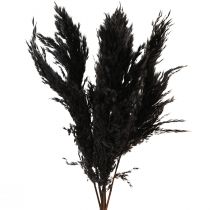 Prodotto Erba di pampa nera 65-75 cm erba secca decorazione naturale 6 pezzi