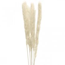 Crema di erba di pampa essiccata per asciugare il bouquet 65-75 cm 6 pezzi