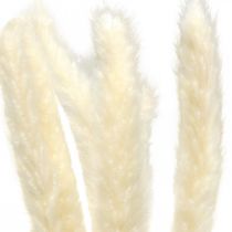Crema di erba di pampa essiccata per asciugare il bouquet 65-75 cm 6 pezzi