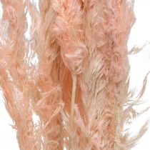 Prodotto Decorazione naturale con fiori secchi di erba della pampa rosa 65-75 cm 6 pezzi