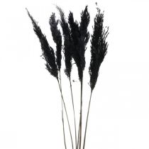 Erba di pampa nera 65-75cm erba secca decorazione naturale 6pz