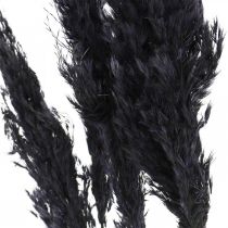 Erba di pampa nera 65-75cm erba secca decorazione naturale 6pz