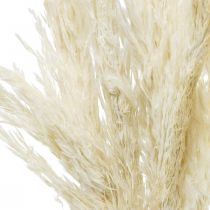 Prodotto Decorazione a secco sbiancata essiccata di erba di pampa 65-75 cm 6 pezzi in un fascio