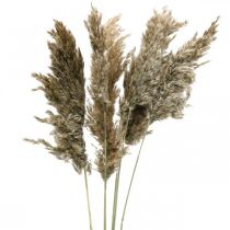 Erba di pampa essiccata naturale per bouquet secco 70-75cm 6pz