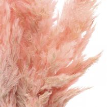 Floristica secca rosa secca di erba di pampa 65-75cm 6 pezzi in mazzetto