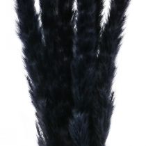 Prodotto Erba di pampa nera essiccata decorazione a secco L72cm 6 pz