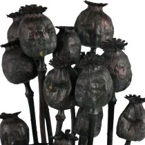 Prodotto Capsule di fiori secchi di papavero essiccati Papaver nero 80g