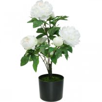 Paeonia artificiale, peonia in vaso, pianta decorativa fiori bianchi H57cm
