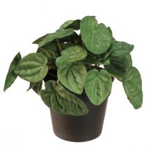 Prodotto Peperomia Green Twist - Pianta d&#39;appartamento robusta e decorativa in vaso da 20 cm