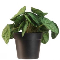 Prodotto Peperomia Green Twist - Pianta d'appartamento robusta e decorativa in vaso da 20 cm