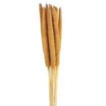 Prodotto Bulbi decorativi di miglio perlato Babala Millet Giallo 70 cm 10 pz