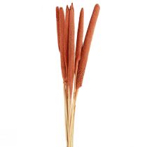 Prodotto Canne di miglio perlato Babala miglio arancione 70 cm 10 pz