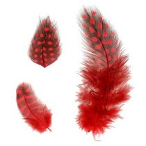 Faraona Faraona 30g Rosso