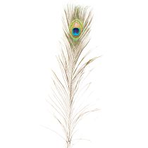 Prodotto Decorazione con piume di pavone, vere piume di uccello, lunghe 75-85 cm, 8 pezzi