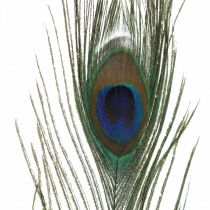 Piume di pavone deco piume reali per artigianato natura 24-32 cm 24 pezzi