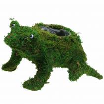 Rana fioriera con muschio verde 35 × 25 cm H21 cm