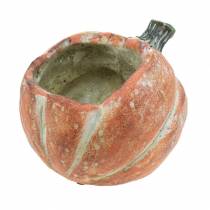 Zucca da piantare Arancio 19×15×16 cm