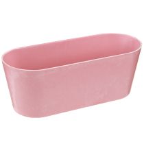 Prodotto Ciotola per piantare barchetta ovale rosa 27×11×10cm 3pz