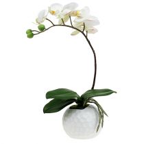 Crema Phalaenopsis in vaso di ceramica 33cm