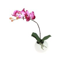Prodotto Orchidee artificiali in vaso Phalaenopsis fiori artificiali orchidee rosa 34 cm