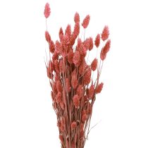 Prodotto Fiori secchi Phalaris erba lucida rosa 64 cm 70 g × 2 pezzi