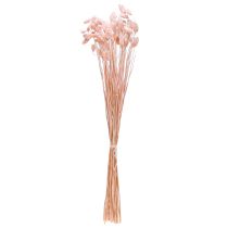 Prodotto Decorazione essiccata di erba lucida rosa Phalaris 65cm 60g