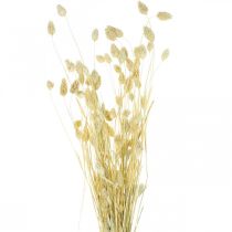 Erba Phalaris, mazzo di fiori essiccati, erba lucida essiccata, sbiancata L30–60cm 50g