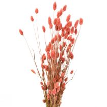 Phalaris rosa erba lucida essiccata decorazione a secco 70cm 75g