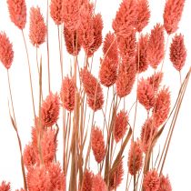 Phalaris rosa erba lucida essiccata decorazione a secco 70cm 75g