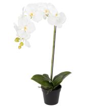 Prodotto Pianta di orchidea artificiale, ingannevolmente realistica, per la decorazione di ufficio e soggiorno, 62 cm