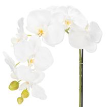 Prodotto Pianta di orchidea artificiale, ingannevolmente realistica, per la decorazione di ufficio e soggiorno, 62 cm
