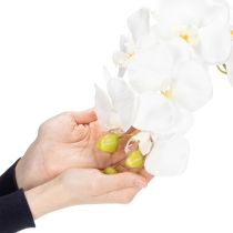 Prodotto Pianta di orchidea artificiale, ingannevolmente realistica, per la decorazione di ufficio e soggiorno, 62 cm