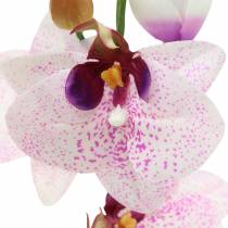 Prodotto Phaleanopsis orchidea artificiale bianco, viola 43cm