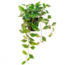 Prodotto Philodendron Scindapsus con vaso, di facile manutenzione - ideale per ufficio e casa 32 cm