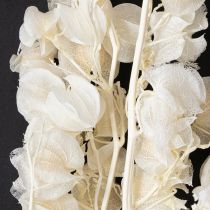 Prodotto Decorazione floreale di lanterna sbiancata e secca di Physalis Nicandra 75-80cm 100g