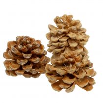 Prodotto Pigne Pinus Pinea pigne crema mista 5-18cm 25p